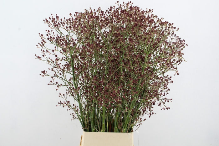 <h4>ERYN PAN MAG R THUND 125CM</h4>