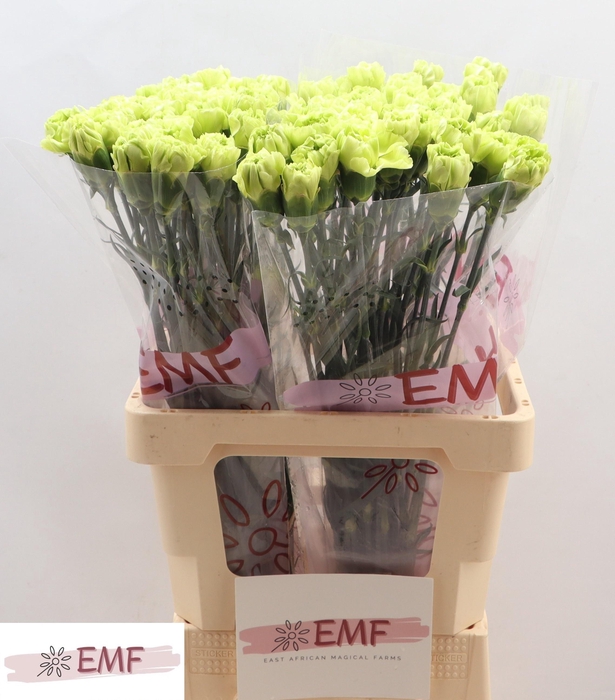 <h4>DI ST CELTIC GREEN</h4>