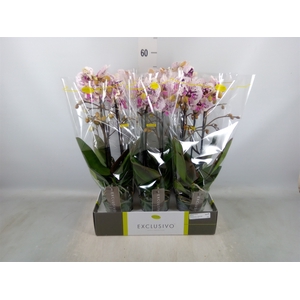 Phalaenopsis multi.   ...