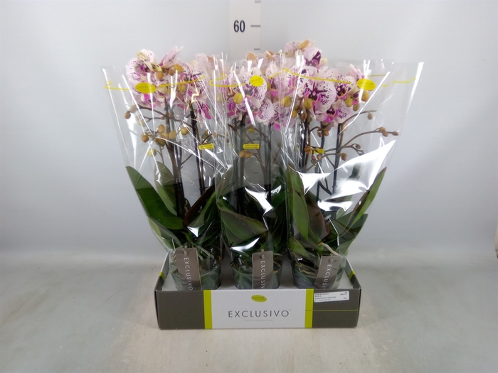 <h4>Phalaenopsis multi.   ...</h4>