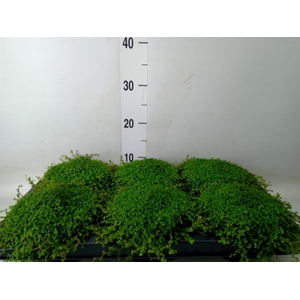 Soleirolia soleirolii   ...green