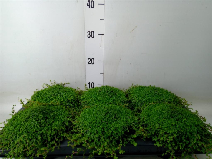 <h4>Soleirolia soleirolii   ...green</h4>