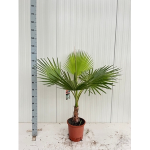 WASHINGTONIA