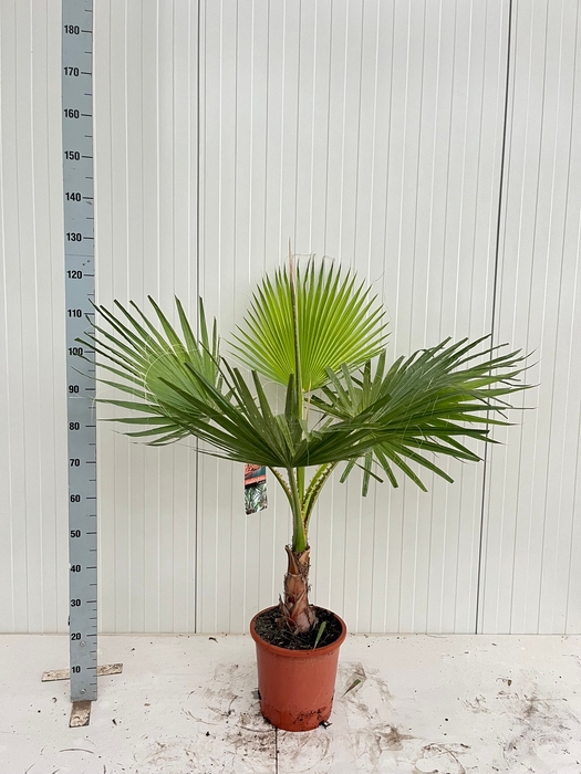 <h4>WASHINGTONIA</h4>