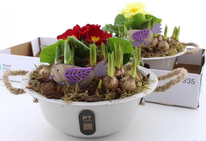 <h4>ARR PL IN SCHAAL</h4>