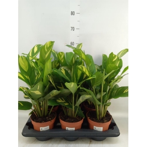 Ctenanthe pilosa 'Mosaic'