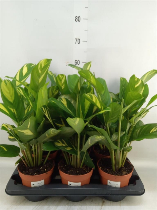 <h4>Ctenanthe pilosa 'Mosaic'</h4>