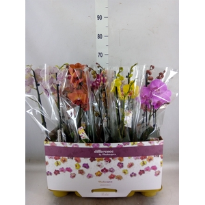 Phalaenopsis   ...mix
