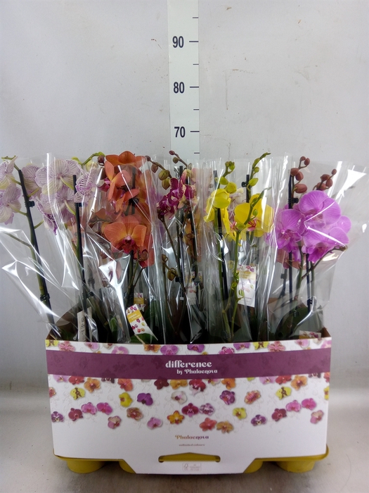 <h4>Phalaenopsis   ...mix</h4>