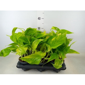 Epipremnum pinn. 'NJoy Gold'