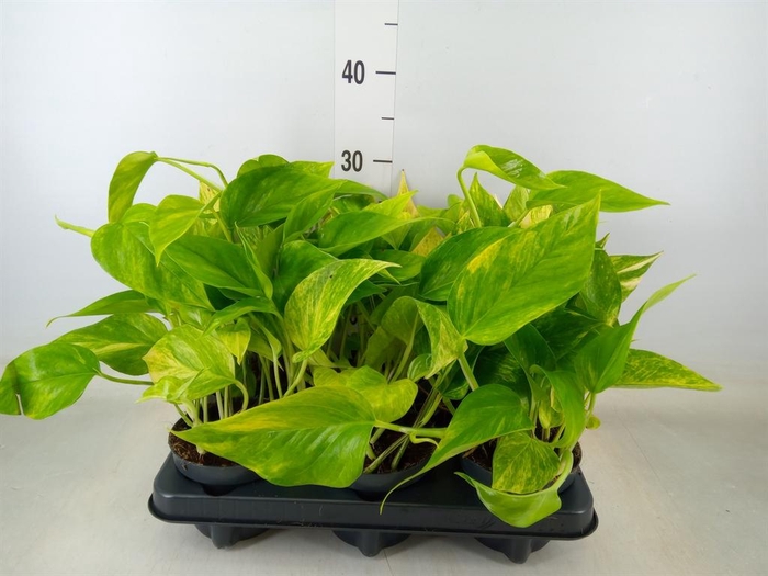 <h4>Epipremnum pinn. 'NJoy Gold'</h4>