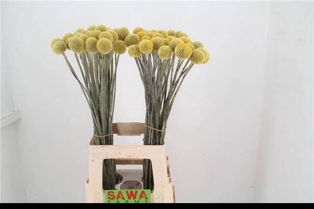 <h4>Craspedia Paint Pop Sawa</h4>