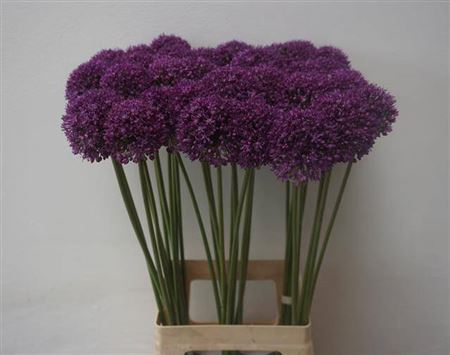 <h4>Allium Ambassador 80cm</h4>