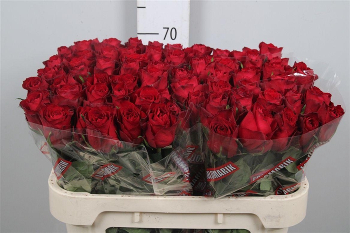 <h4>R Gr Madam Red</h4>