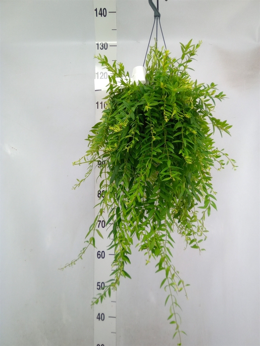 <h4>Aeschynanthus  'Japhrolepis'</h4>