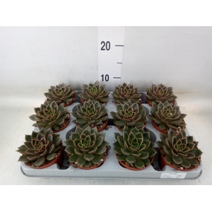 Echeveria   ...not flowering