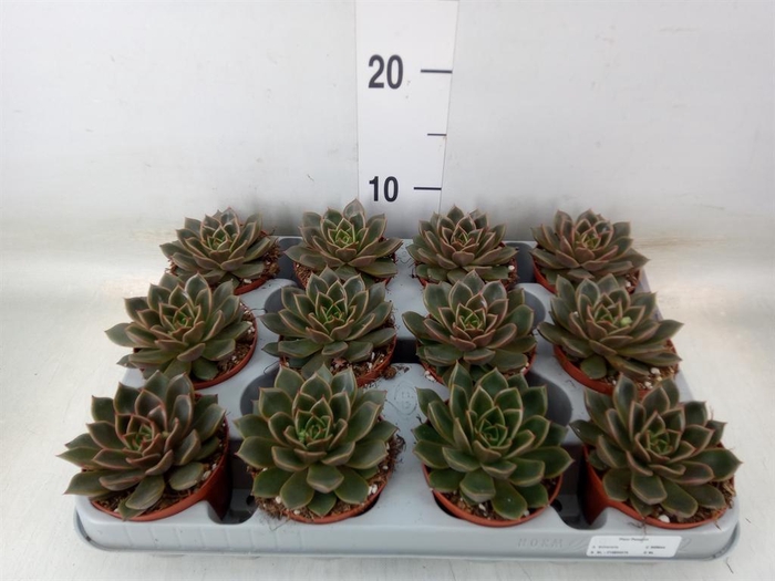 <h4>Echeveria   ...not flowering</h4>