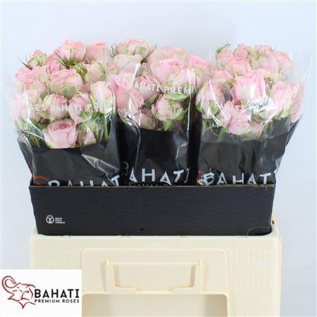 <h4>R Tr Pink Blossoms</h4>