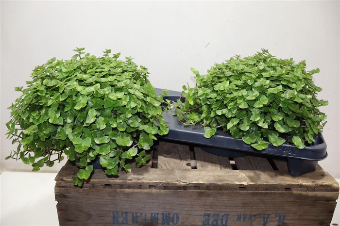 <h4>Callisia Repens</h4>