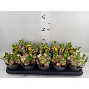 Narcissus  'Tete de Luxe'