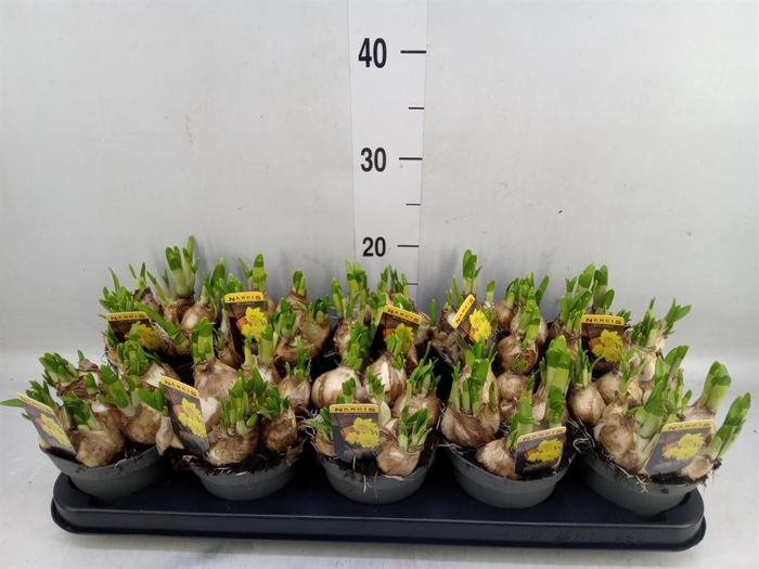 <h4>Narcissus  'Tete de Luxe'</h4>