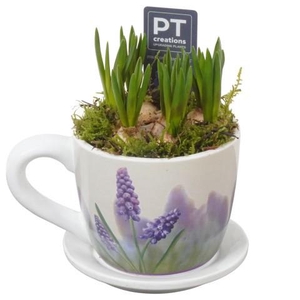 PTMB6312 Arrangement Muscari Blue in keramiek kop en schotel