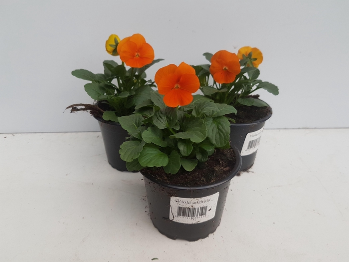 <h4>Viola cornuta oranje</h4>