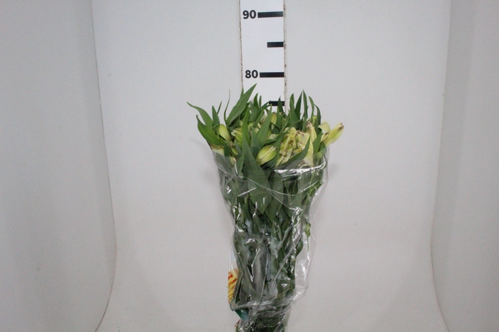 <h4>ALSTROEMERIA BOA VISTA 080 CM</h4>