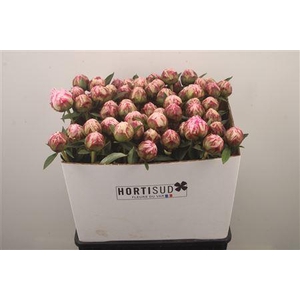 Paeo L Sarah Bernhard Pink Ex