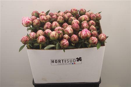 <h4>Paeo L Sarah Bernhard Pink Ex</h4>