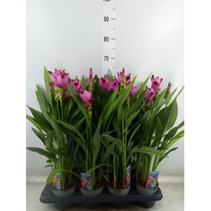 Curcuma alism. 'Siam Splash'