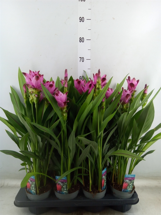 <h4>Curcuma alism. 'Siam Splash'</h4>
