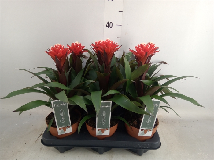 <h4>Guzmania   ...</h4>