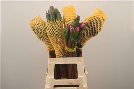 <h4>Water Lelie Roze</h4>