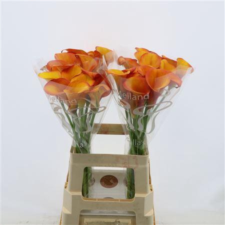 <h4>Zantedeschia 'carvello'</h4>