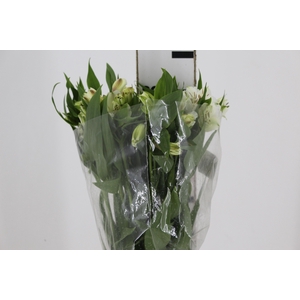 ALSTROEMERIA WHITNEY 080 CM