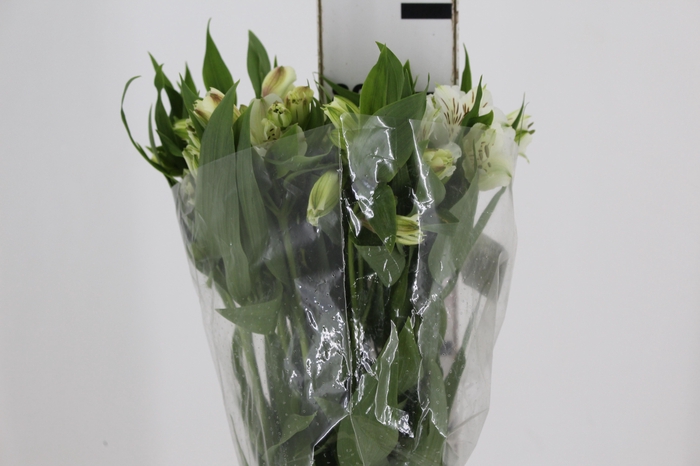 <h4>ALSTROEMERIA WHITNEY 080 CM</h4>