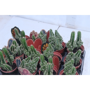 CACTUS ACANTHOCEREUS TETRAGONUS P09