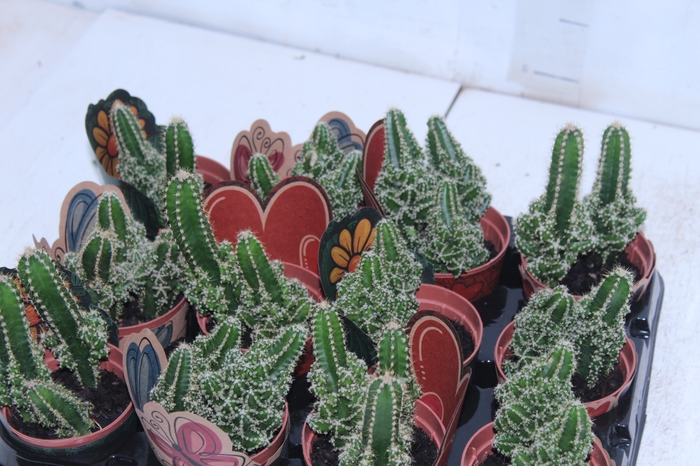 <h4>CACTUS ACANTHOCEREUS TETRAGONUS P09</h4>
