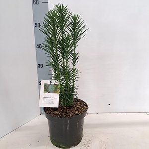 Cephalotaxus harringtonii