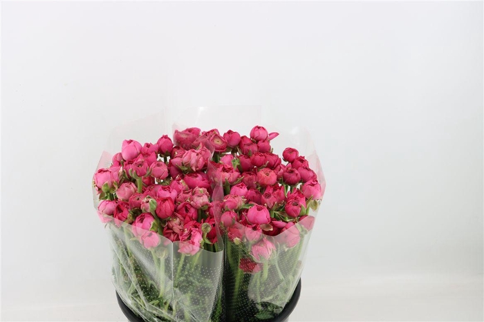 <h4>Ran Amandine Bonbon</h4>