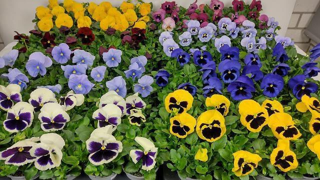 <h4>VIO F1 HYBR MIXK</h4>