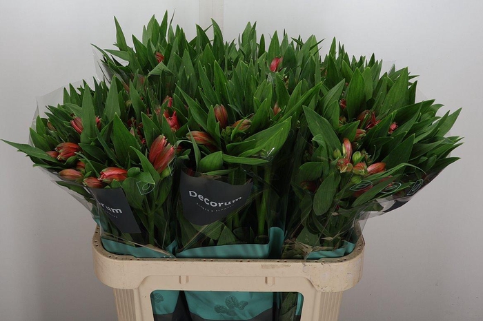 <h4>Alstr Estee</h4>