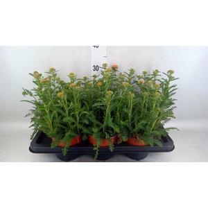 Achillea   ...