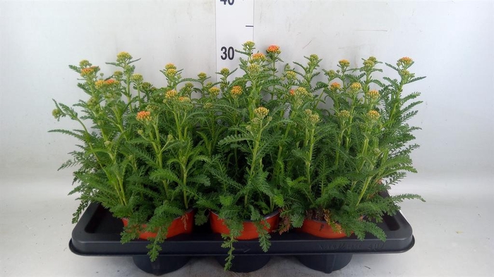 <h4>Achillea   ...</h4>