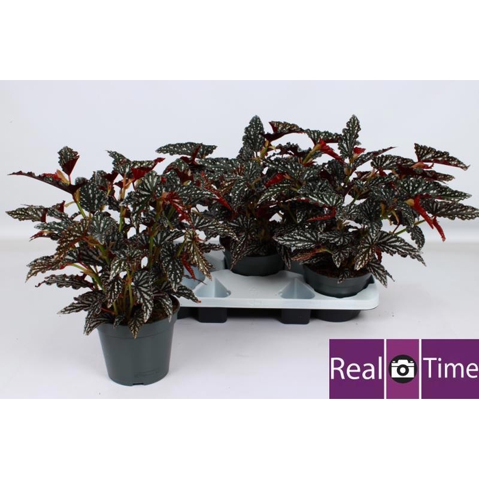 <h4>BEG MA SPOTL DARK</h4>