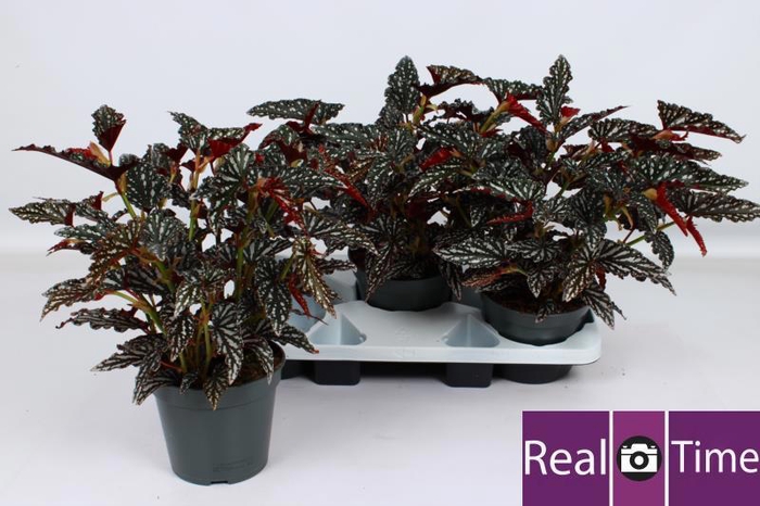 <h4>BEG MA SPOTL  DARK</h4>