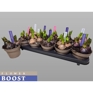 HYACIN PEAR GEM 4 KL