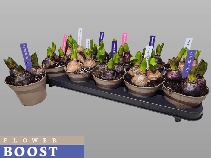 <h4>HYACIN PEAR GEM 4 KL</h4>