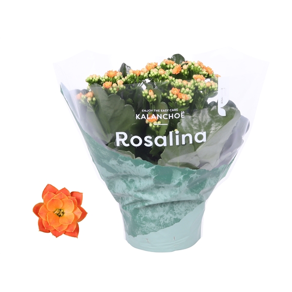 <h4>Kalanchoe Rosalina 15cm Don Pedro oranje</h4>